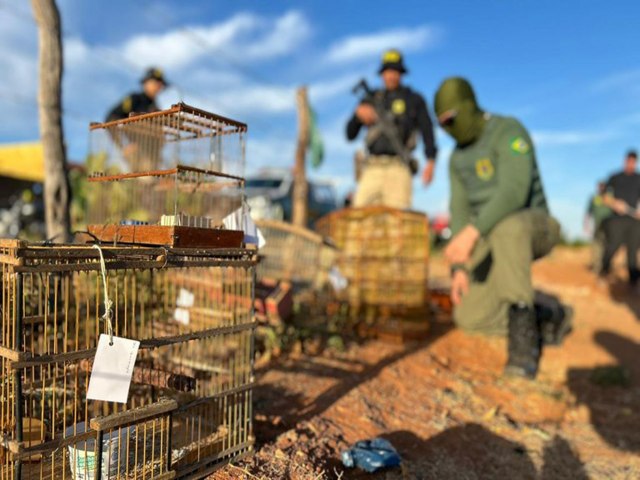 PRF e IBAMA realizam Operao de combate ao comrcio ilegal de aves em Mossor