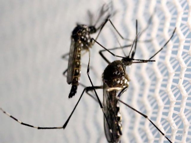 Brasil  pas com mais casos de dengue no mundo, alerta OMS
