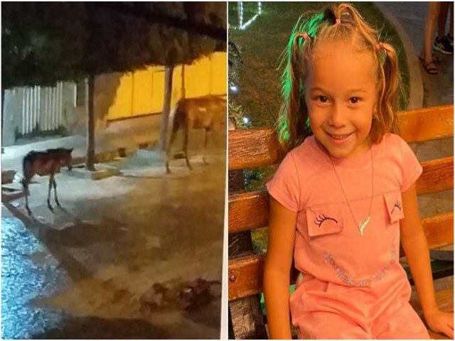 Criana de 05 anos Sofre Coice de Animal Solto nas Ruas de So Bento e Passa por Cirurgia em Patos