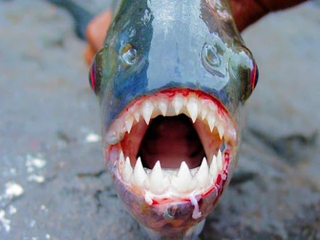 ATAQUE DE PIRANHAS: PREFEITURA DE PENDNCIAS ALERTA POPULAO SOBRE RISCO DE TOMAR BANHO NO RIO