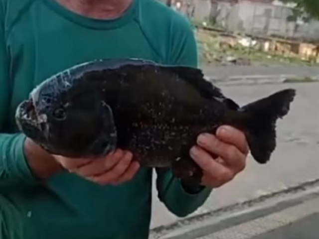 PESCADOR DIZ TER AVISTADO CARDUME COM MAIS DE 200 PIRANHAS NO RIO PIRANHAS: DEI O LANCE E S VEIO UMA, FOI MINHA SORTE; VDEO