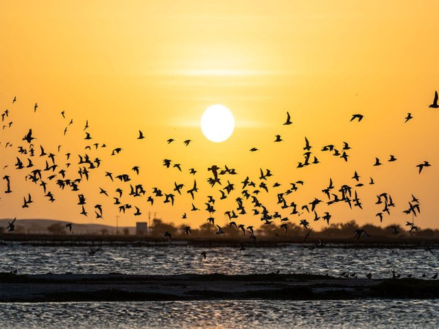 Rio Grande do Norte  destaque em evento nacional de observao de aves
