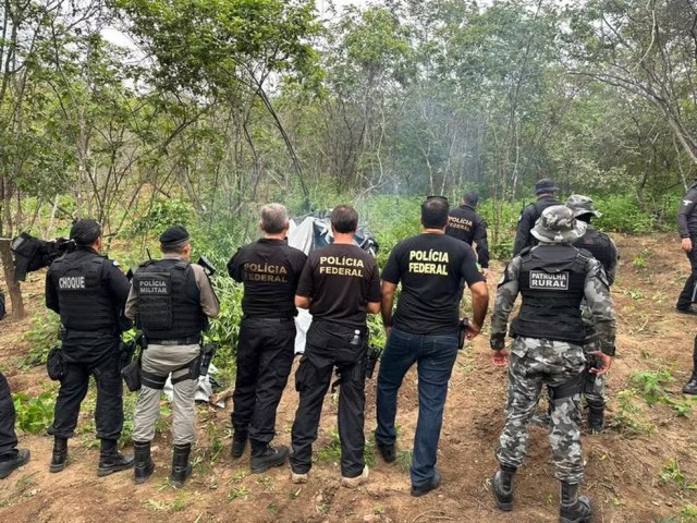 PLANTIO COM MAIS DE SETE MIL PS DE MACONHA  DESTRUDO NO CARIRI PARAIBANO