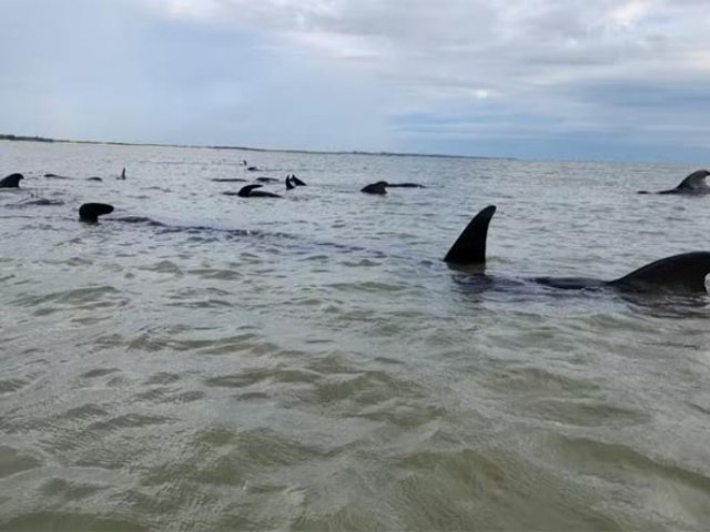 Cerca de 20 baleias-piloto encalham em praia do Litoral Norte potiguar