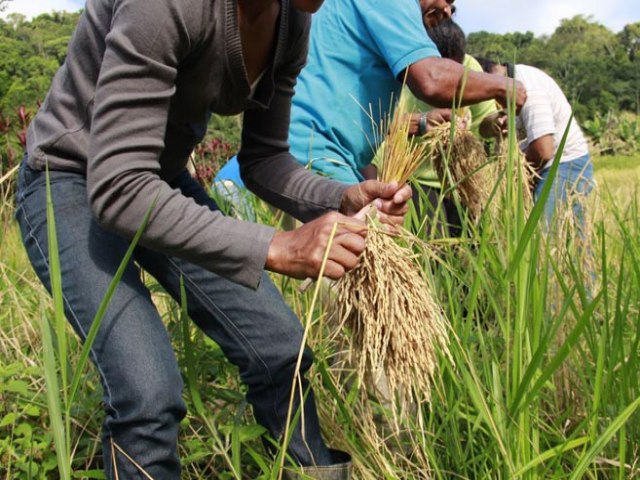 Rio Grande do Norte registra crescimento de 35% no nmero de contratos pelo Pronaf