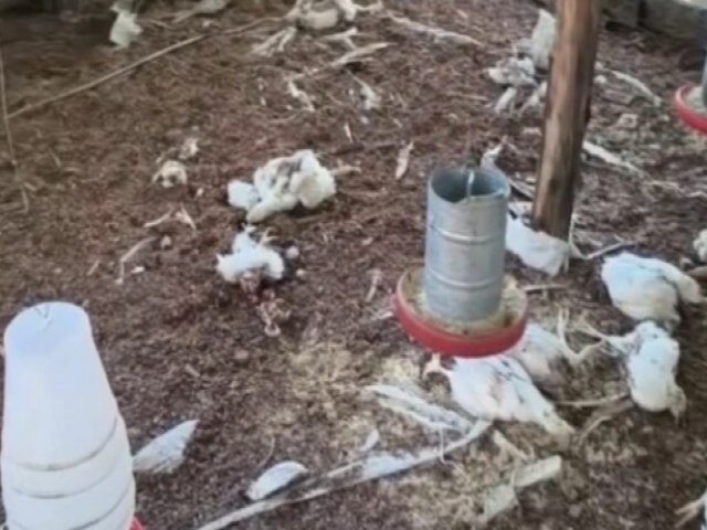 C�ES INVADEM CRIA��O E MATAM MAIS DE 150 FRANGOS EM JARDIM DO SERID�