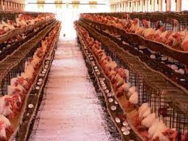 20 mil frangos so mortos na Bahia por causa do calor