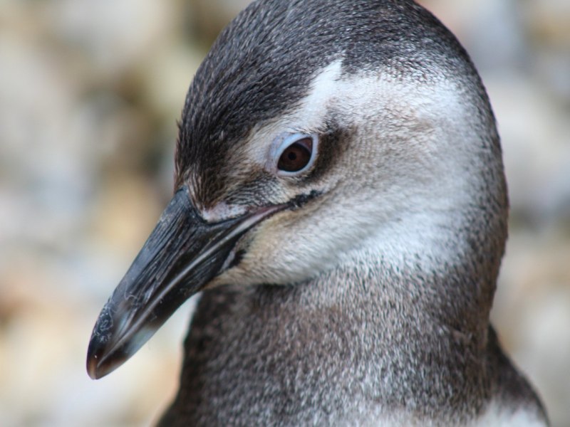 Pecuarista  condenado a 3 anos de priso por matar mais de 100 pinguins na Argentina
