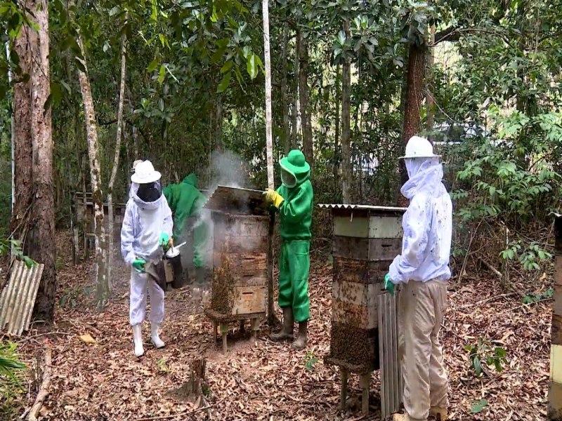 Apicultores usam �reas de preserva��o ambiental para produzir mel e gerar renda em Aracruz
