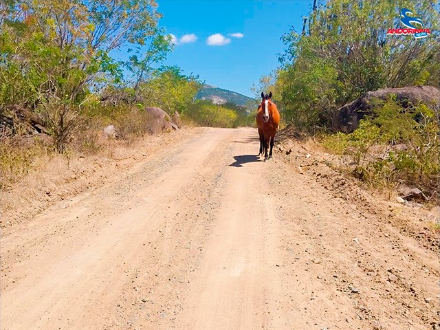 Cavalo Solto na Fazenda Salgado Gera Alerta de Segurança e Moradores Pedem Ajuda