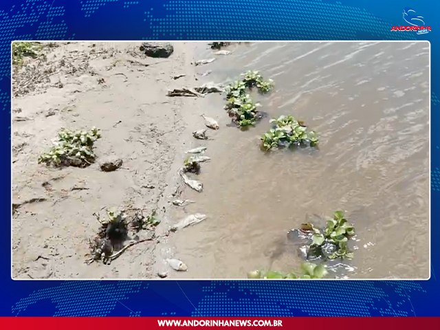 Morador de Caldeiro da Vaca Alerta Autoridades Ambientais sobre Mortandade de Peixes no Aude de Andorinha