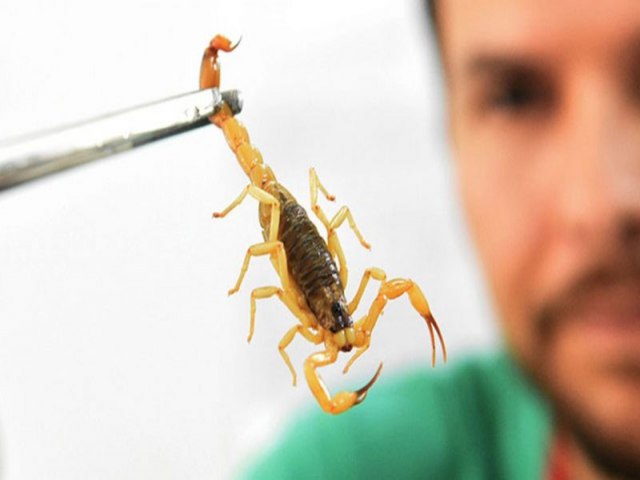 CCZ alerta sobres riscos de acidentes com escorpiões e dá dicas de prevenção