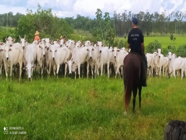 Polcia Civil localiza, em Bela Vista, gado roubado no Paraguai