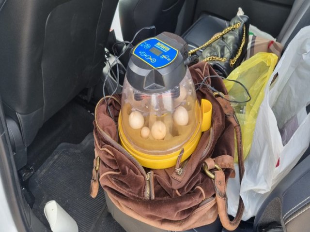 PF, IBAMA, INEMA/BA e PRF prendem duas estrangeiras traficando ovos de araras-azuis-de-lear