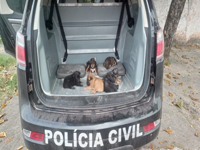 Polcia Civil e Gerncia do Bem-Estar Animal Resgatam Seis Ces em Operao de Combate aos Maus-Tratos em Corumb
