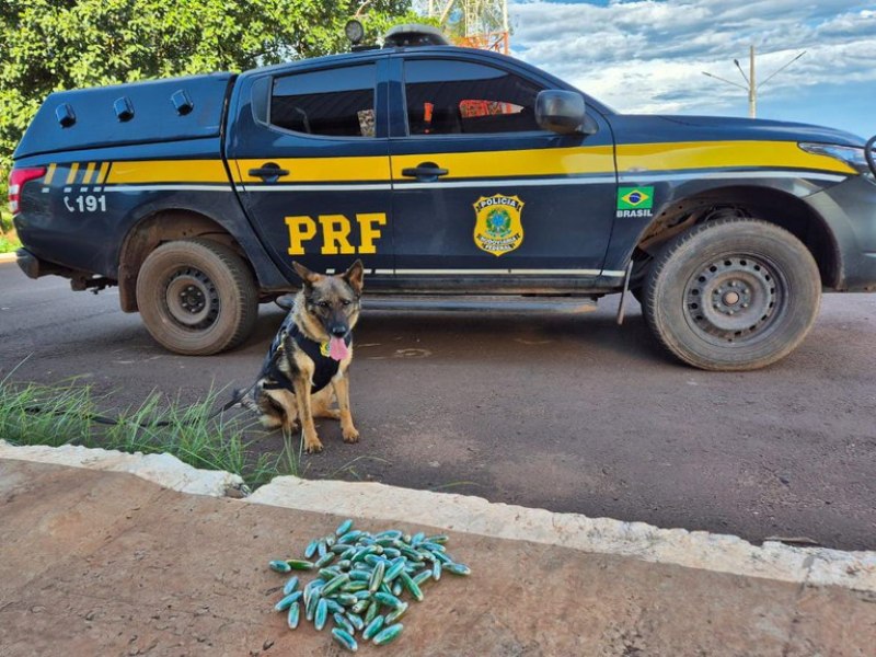 PRF prende passageiro de nibus com cocana presa ao corpo na BR-262