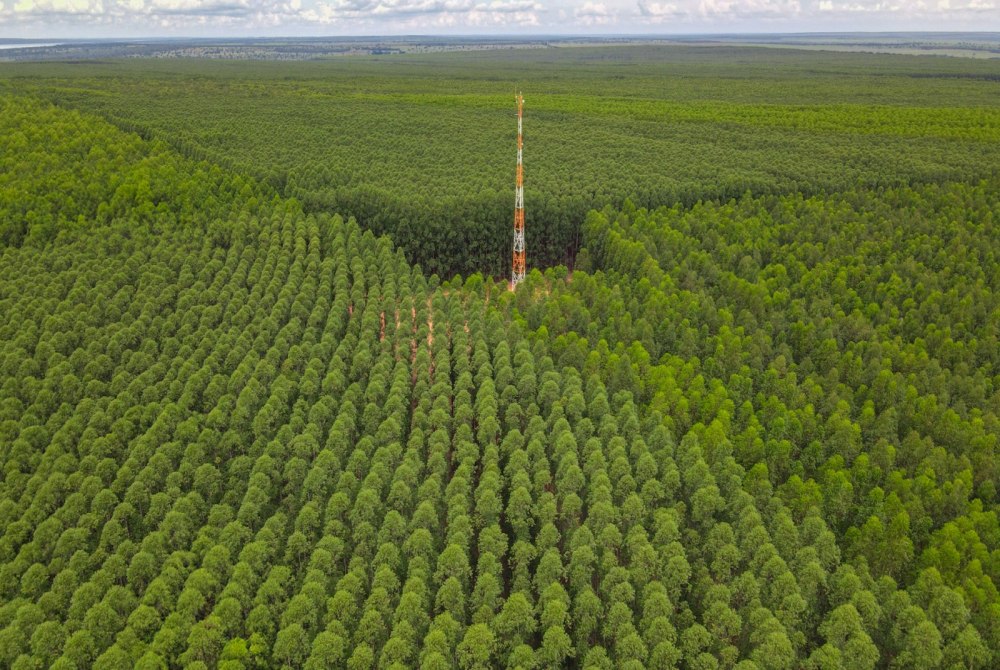 Plano de Manejo Florestal 2025: Eldorado Brasil detalha estrat�gia de tecnologia e conserva��o ambiental 