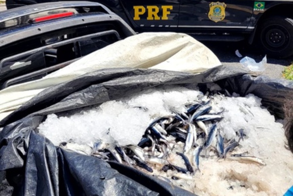 PRF flagra transporte irregular de quase 700kg de peixe-voador na BR-406 e encaminha ocorr�ncia ao IBAMA