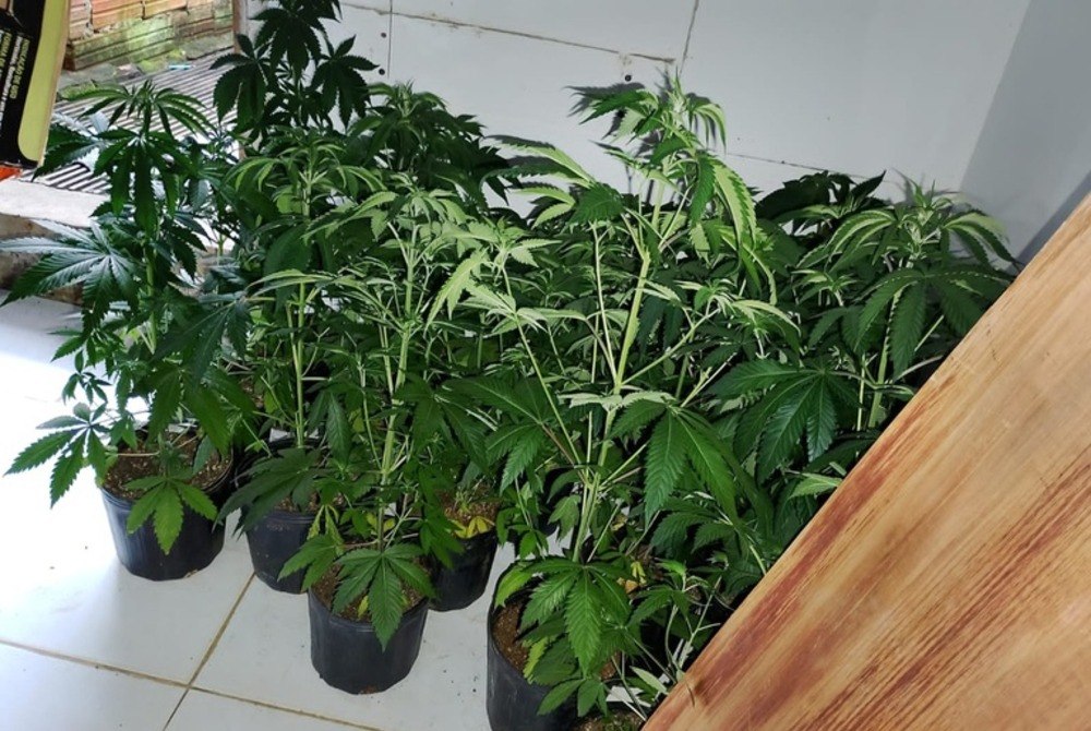 FICCO/Ilh�us realiza a��es contra tr�fico de drogas
