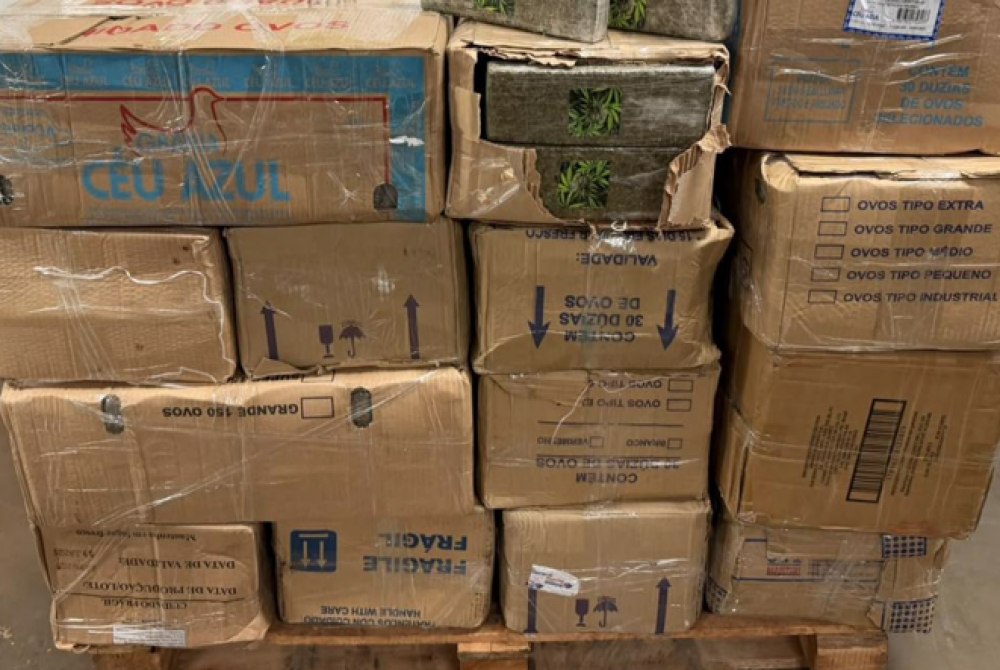 FICCO/PR prende homem com 700 kg de maconha em Foz do Igua�u