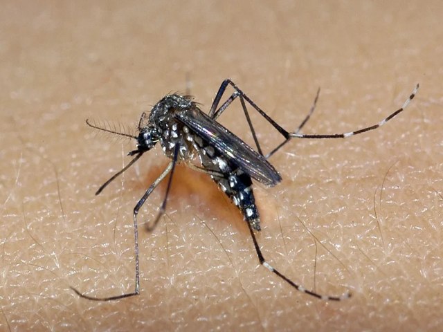 269 municpios baianos enfrentam epidemia de dengue