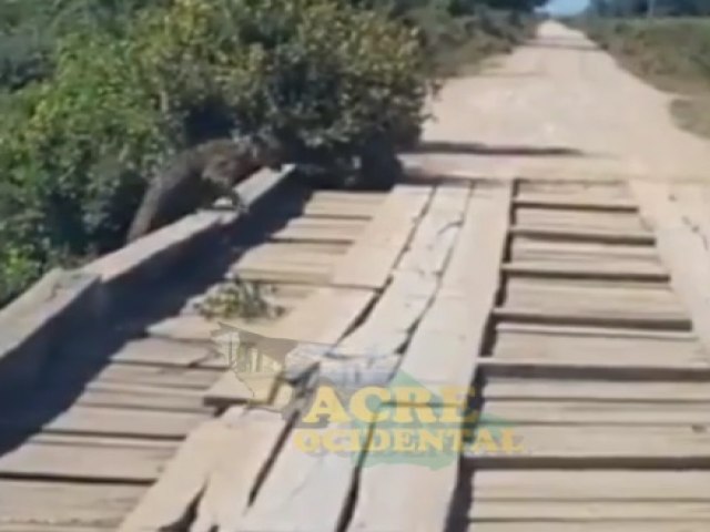 Vdeo: ona pintada  filmada subindo em ponte na cidade de Mncio Lima e assusta moradores