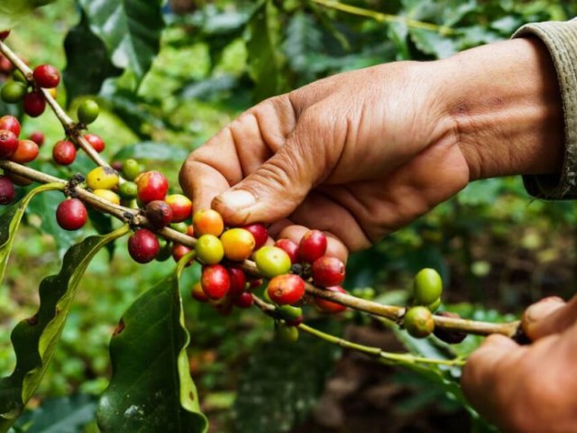 Produtores rurais do Juru podem ser compensados por preservao ambiental