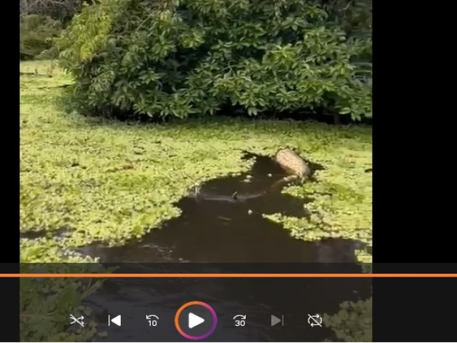 Internautas postam vdeo de cobra sucuri de mais de 5 metros, suspostamente filmada no rio Cra