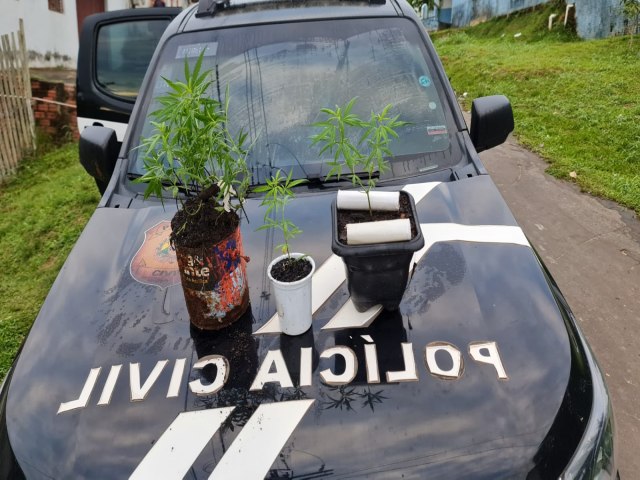 Traficante que cultivava maconha no quintal de casa  preso pela Polcia Civil em Cruzeiro do Sul