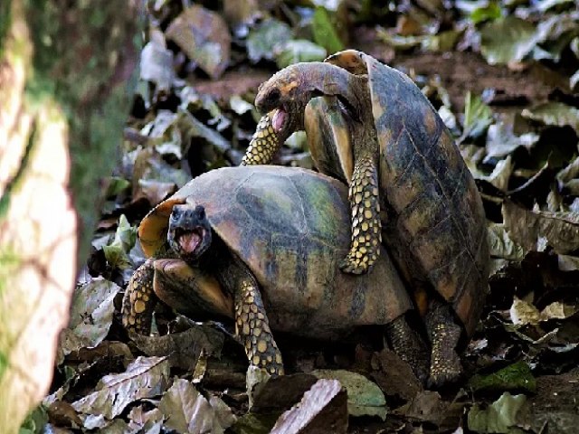 Criminosos invadem Parque Chico Mendes e furtam 15 jabutis