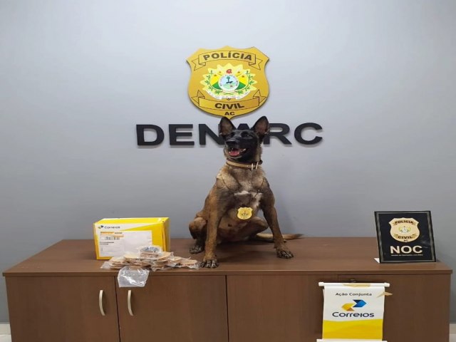 Co farejador da Polcia Civil detecta drogas em agncias dos Correios com destino ao Tocantins