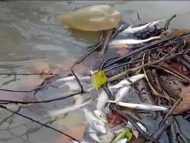 Anlise preliminar aponta altas temperaturas como possvel causa para morte de peixes em rio no interior do AC