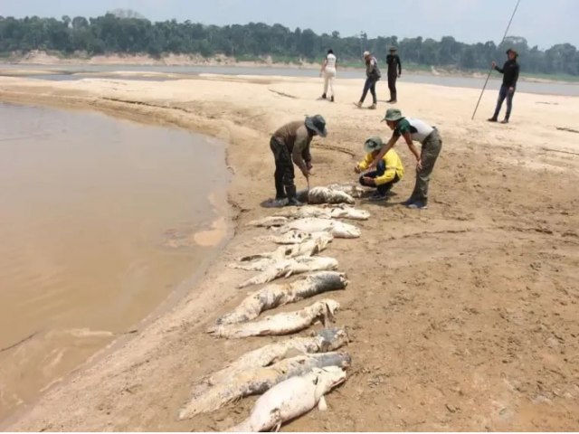 Depois dos botos, pirarucus morrem devido  estiagem no Amazonas