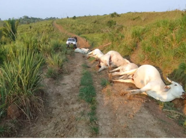 Sete animais morrem por descarga eltrica em queda de poste em fazenda no Acre