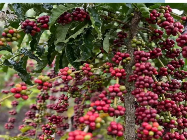 Divulgada lista com os 10 finalistas do concurso de melhor caf do Acre