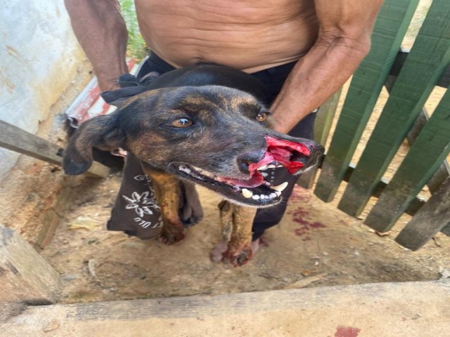 Homem  preso aps desferir golpes de terado contra cachorro em Cruzeiro do Sul