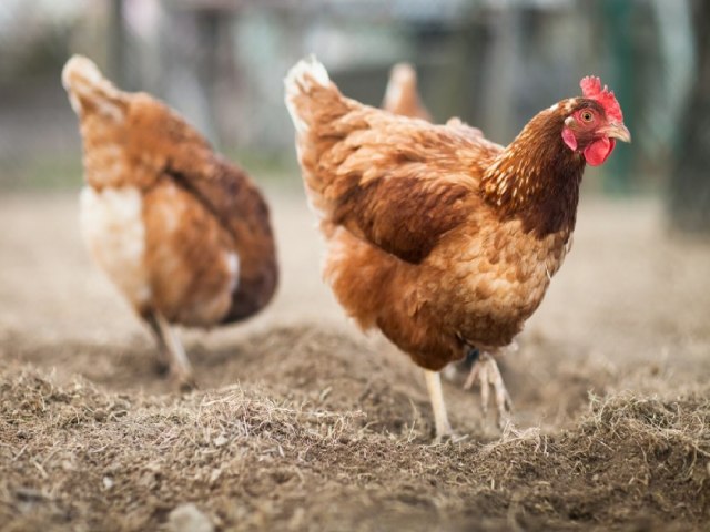 Com mais de 74 mil aves, Mncio Lima tem quatro galinhas para cada habitante, segundo levantamento do IBGE