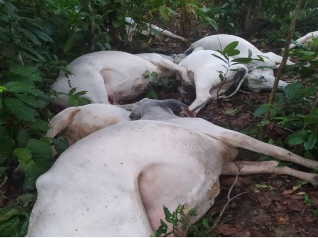 VDEO: Raio Mata Dezesseis Vacas em Propriedade Rural no Acre