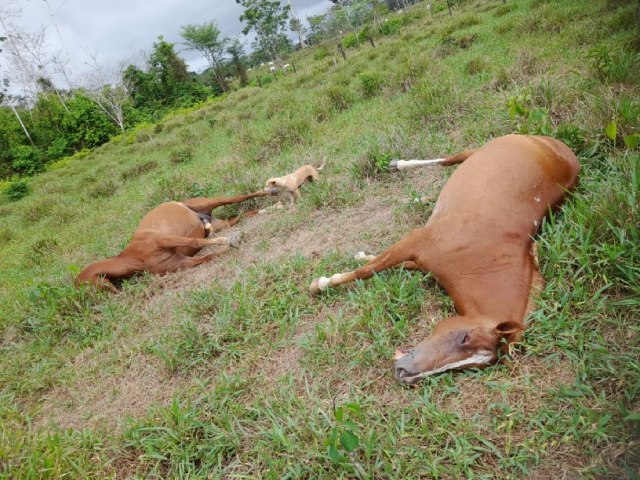 Em menos de uma semana, terceiro raio mata mais de 20 animais no Acre