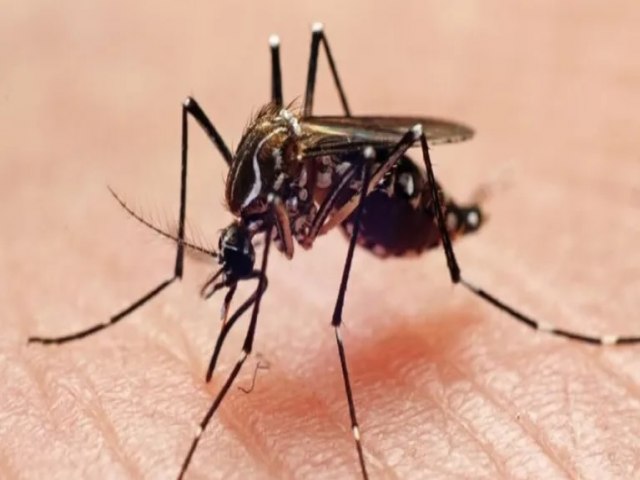 Casos provveis de dengue aumentam mais de 100% no Acre; veja sorotipos que circulam pelo Estado