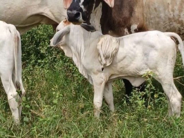 Inusitado: bezerro nasce com pata perto da cabea e assusta moradores no interior do Acre