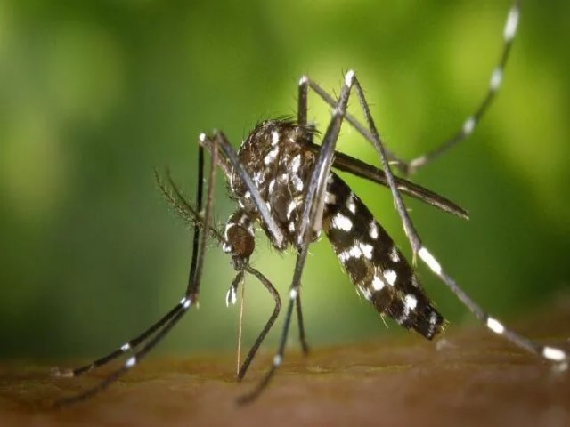 Gladson Cameli decreta situao de emergncia em decorrncia do aumento dos casos de dengue