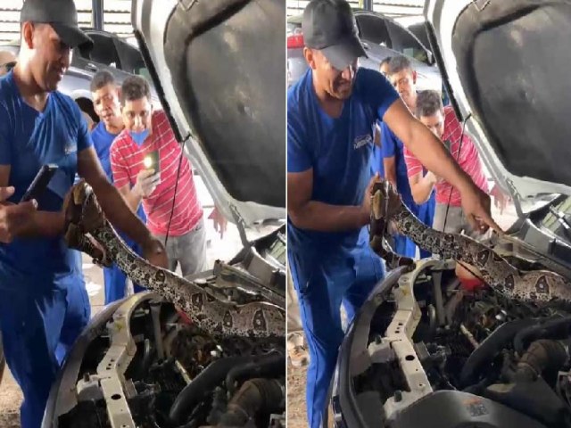 Cobra jibia  encontrada em motor de carro em oficina no interior do Acre