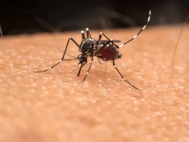 Acre registra 367 notificaes de dengue na primeira semana de 2024