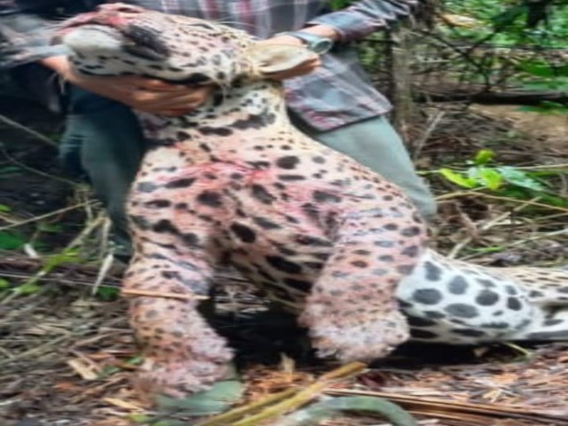 Alegando prejuzo com gado, fazendeiro cria emboscada e mata ona no interior do Acre