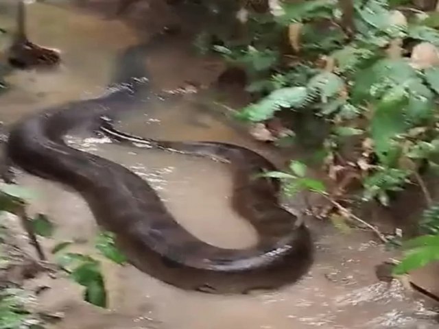 No Acre, cobra de mais de 6 metros  flagrada ferida e assusta banhista