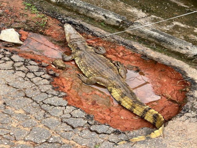 Jacar assusta moradores ao ser visto andando em rua de Rio Branco e Bombeiros so acionados