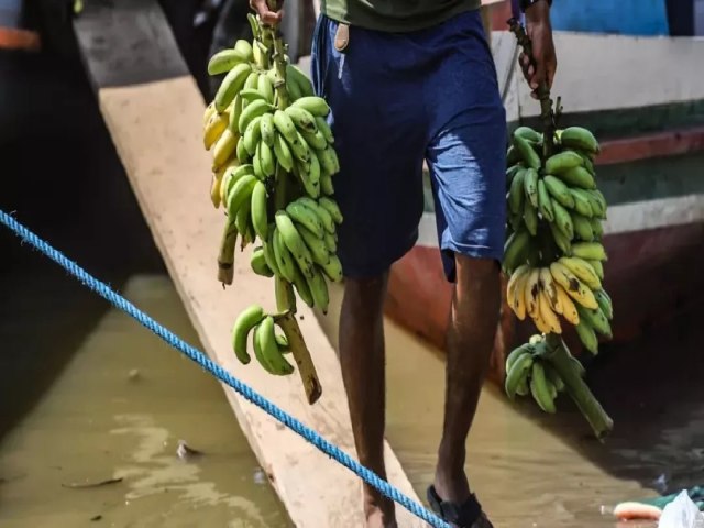 Banana  a fruta mais produzida no Acre, diz levantamento; veja ranking por estado