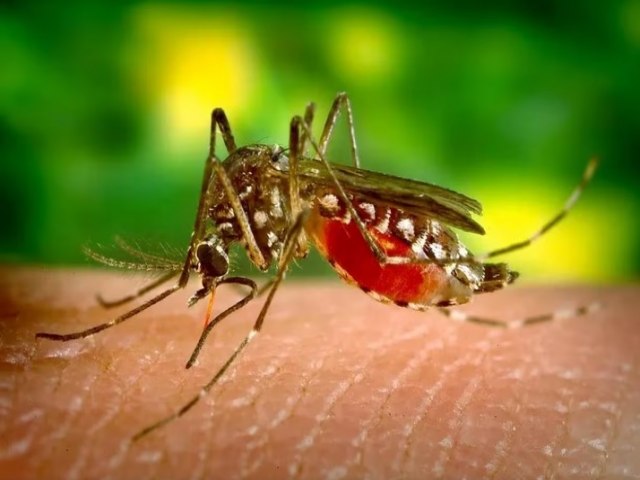 Mncio Lima fica de fora da lista de municpios do Acre que iro receber vacina contra dengue