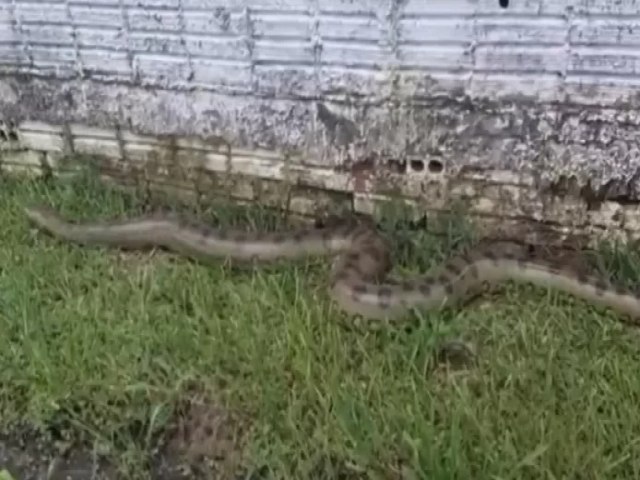 Sucuri de 6 metros  encontrada em quintal de residncia em Manoel Urbano